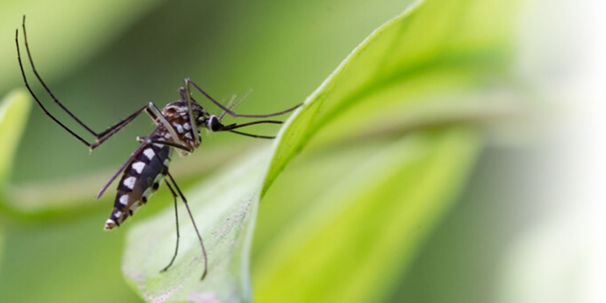 malaria-krankheitsverlauf